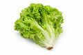 Lettuce- 1 Head